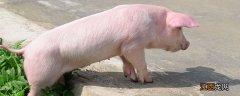 如何预防猪水肿病的发生 如何预防猪水肿病