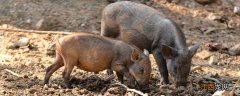 如何预防猪猪皮肤真菌病毒感染 如何预防猪猪皮肤真菌病
