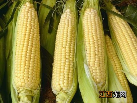 玉米是新鲜存放还是煮熟存放-玉米生着放好还是煮熟了放好