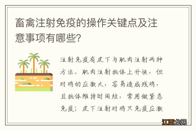 畜禽注射免疫的操作关键点及注意事项有哪些？