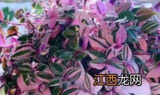 油画吊兰开花预示着什么，油画吊兰开花预示着什么道理