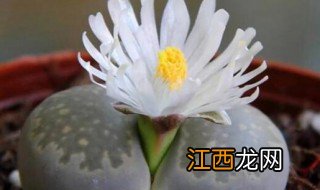 石头开花预示着什么 石头开花预示着什么意思