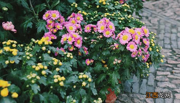 室内适合养菊花吗风水好吗 室内适合养菊花吗