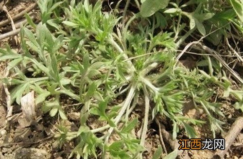 艾蒿能吃吗怎么吃-艾蒿的食用做法