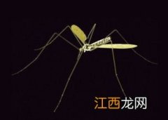 电蚊拍电蚊子是死了还是晕了-电蚊拍是电死还是电晕蚊子
