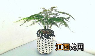 卧室放什么植物旺财 卧室放什么植物旺财风水