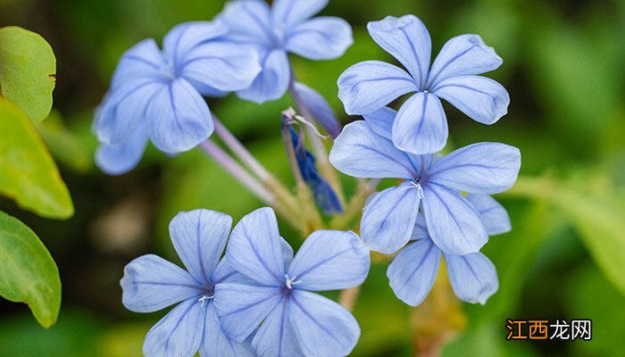 姜花的养殖方法和注意事项视频 姜花的养殖方法和注意事项