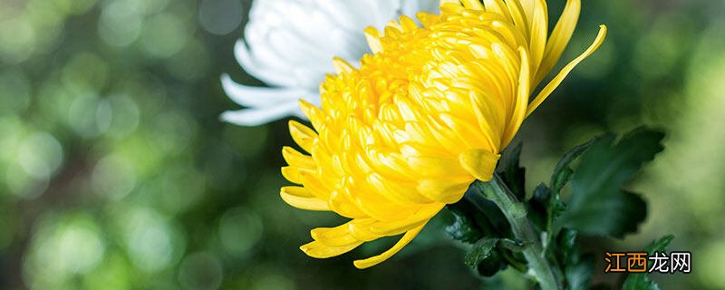 白晶菊养殖方法和注意事项视频 白晶菊养殖方法和注意事项
