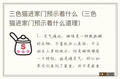 三色猫进家门预示着什么道理 三色猫进家门预示着什么