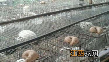 水貂的养殖前需要做什么准备 水貂的饲养管理要点