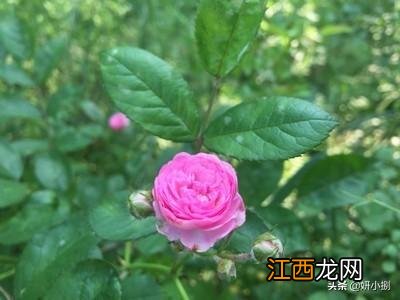 月季花叶子发黄枯萎是怎么回事-月季花叶子发黄枯萎脱落怎么办