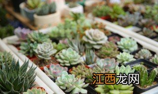 多肉植物原产地是哪，多肉植物原产于哪里