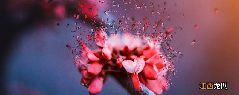 三色堇冬天会不会冻死 三色堇冬天会冻死吗