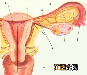 输卵管堵塞治疗可以报保险吗？