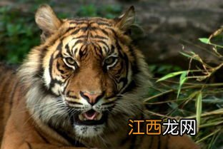 2022年立秋是公老虎还是母老虎-2022年立秋是什么老虎