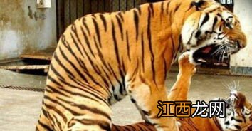 2022年立秋是公老虎还是母老虎-2022年立秋是什么老虎