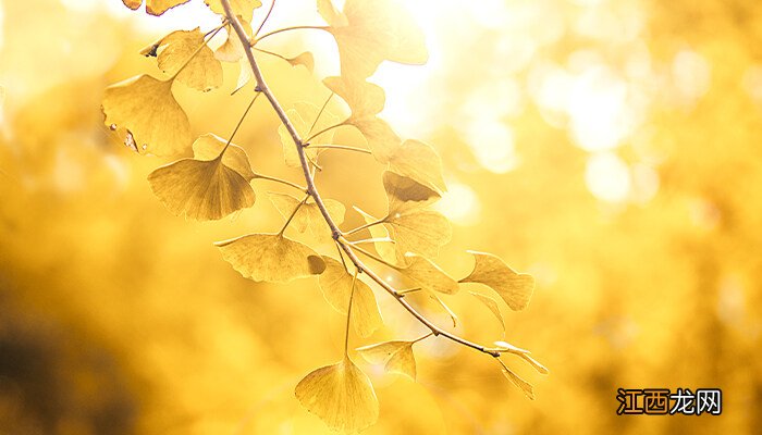 银杏树叶寓意什么 银杏树叶寓意什么