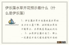 什么是伊乐藻 伊乐藻水草开花预示着什么