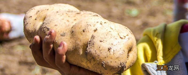 春季马铃薯的种植时间是几月 春季马铃薯的种植时间