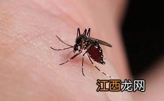 点蚊香蚊子是死了还是晕了-点蚊香蚊子是死了还是跑了