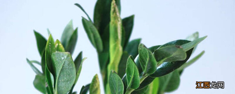 散尾葵叶尖发黑从哪里剪掉 散尾葵叶尖发黑从哪里剪