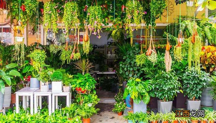 散尾葵叶尖发黑从哪里剪掉 散尾葵叶尖发黑从哪里剪