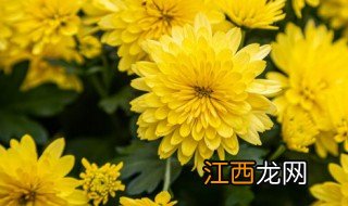 中国菊花原产地是哪 菊花原产于哪个国家