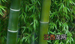 竹子的原产地是哪 竹子的产地在哪里