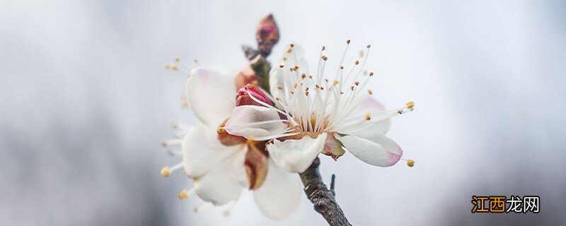 梅花树 梅树跟梅花树的区别