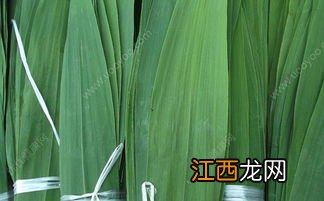 粽子叶怎么保存才新鲜-粽叶怎么放不坏