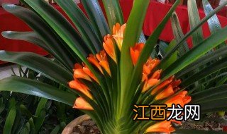 君子兰开花是 君子兰开花了预示着什么