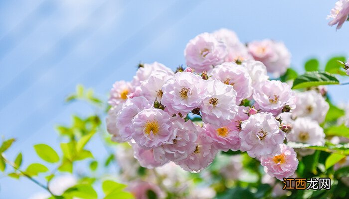 哪些花是时钟花什么时间什么花花开放的样子 哪些花是时钟花