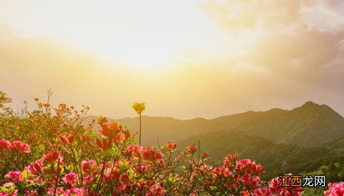 多菌灵喷后几小时后能有效 多菌灵浇花后可以放入卧室吗