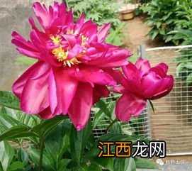 水养芍药如何尽快开花-水养芍药花苞不开花怎么办