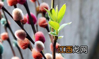 银柳会不会发芽开花结果 银柳开花发芽了预示着什么