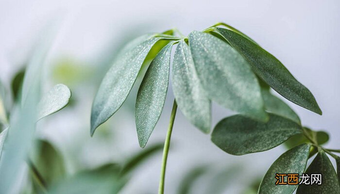 千年木怎样截顶修剪图片 千年木怎样截顶修剪