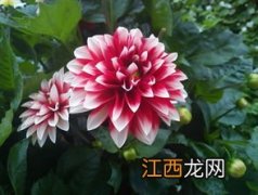 芍药为什么叫鬼花-芍药花放家里什么寓意