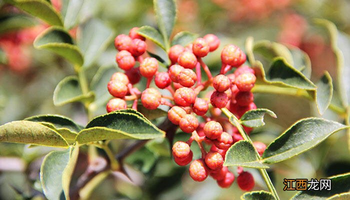 花椒种子怎样育苗发芽 花椒种子怎样处理才能种出来