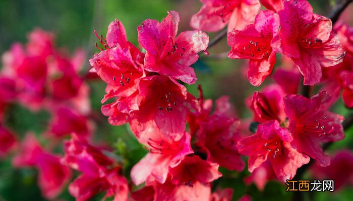 为什么家中不能养瑞香花 瑞香花放在屋里对人有害吗