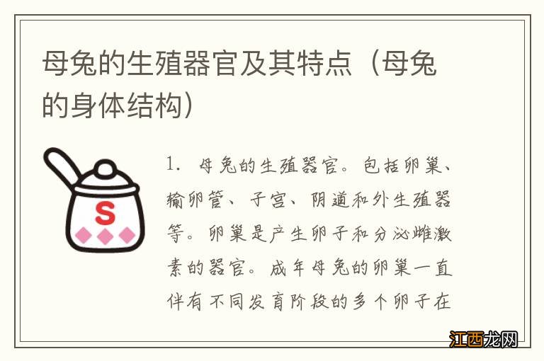 母兔的身体结构 母兔的生殖器官及其特点