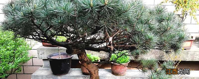 小香松越来越黄怎么办呢 小香松越来越黄怎么办