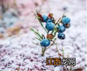 蓝莓坚持吃多久对眼睛好-吃蓝莓多久能改善视力