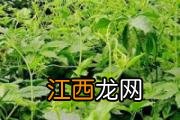 自制果酱怎样保存一年 自制果酱可以冷冻吗