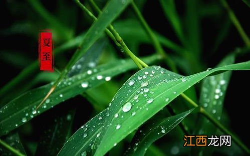 2022夏至下雨后还能赶上种玉米吗-夏至种玉米晚不晚