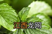 辣木籽苦涩甜是什么原因 吃辣木籽先甜后苦正常吗