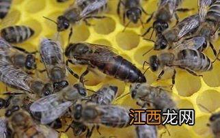 蜂王死了蜂群会跑吗-蜂王失去了蜂群还会正常工作吗