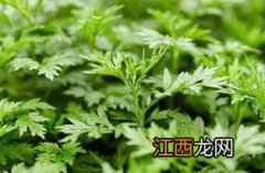 新鲜艾叶怎么保存最好-艾叶是越陈越好还是新鲜的好