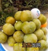 蜂糖李是脱骨李吗-蜂糖李和脱骨李的区别哪个好吃