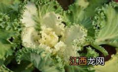 羽衣甘蓝是生菜吗-羽衣甘蓝生吃是否有毒