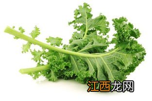 羽衣甘蓝是生菜吗-羽衣甘蓝生吃是否有毒